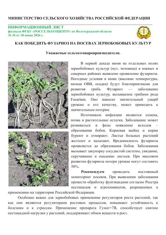КАК ПОБЕДИТЬ ФУЗАРИОЗ НА ПОСЕВАХ ЗЕРНОБОБОВЫХ КУЛЬТУР