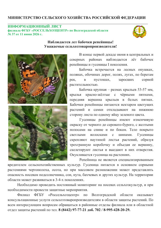 Бабочка репейница