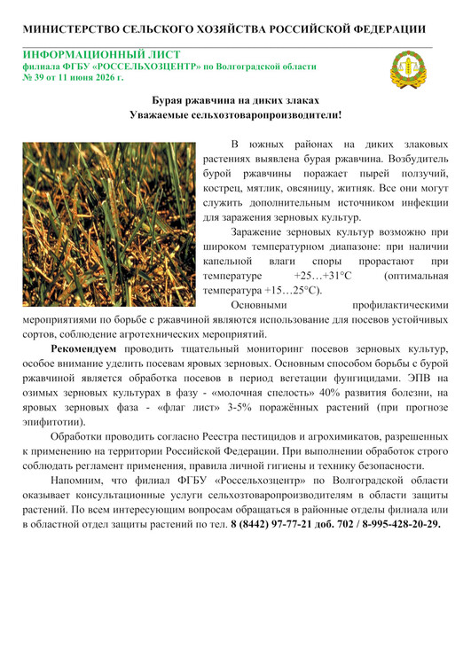Бурая ржавчина