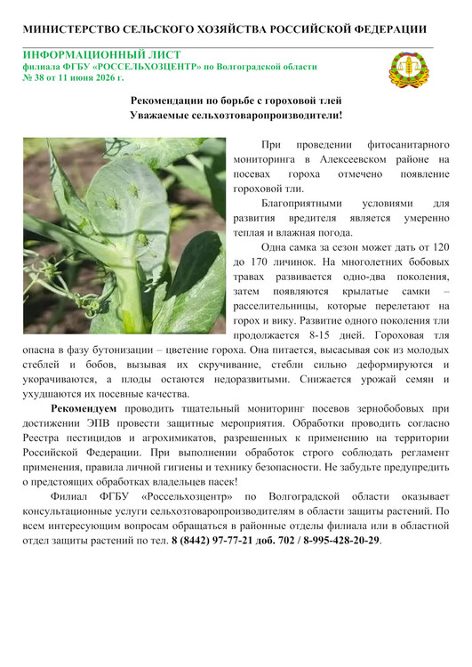 Гороховая тля
